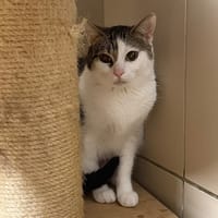 Lola CAB5734, chatte à adopter