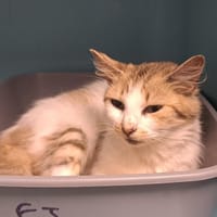 URANUS, chatte à adopter