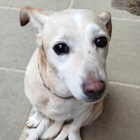 MIRZA, chienne à adopter