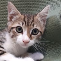 Potifeu, chat à adopter