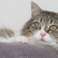 KINDER, chatte à adopter