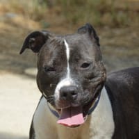 NICKY CHAO, chienne à adopter