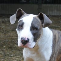 TAHITI CHAO, chien à adopter