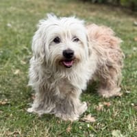 Natsu CAA15227, chien à adopter