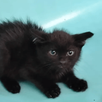 Hagrid, chat à adopter