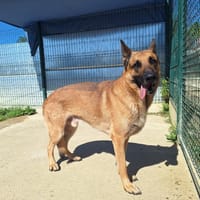 OSLO, chien à adopter