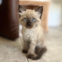 Pearl (Réservée), chatte à adopter