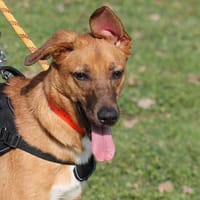 VALMA, chienne à adopter