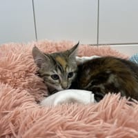 KATYE, chatte à adopter