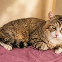 Bibouille [FIV+], chat à adopter