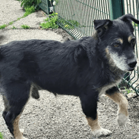 hector, chien à adopter