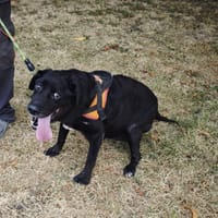 PRISKA, chienne à adopter