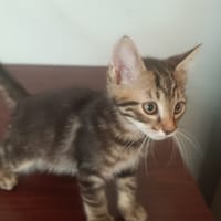 rousquille, chat à adopter