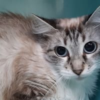 Plume, chatte à adopter