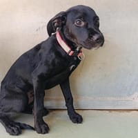 DELON, chien à adopter