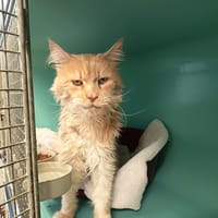 MERLIN C, chat à adopter
