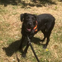 AIDA OAA20067, chienne à adopter