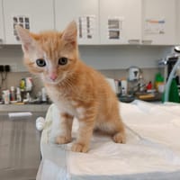 MAMIE QCT (j'ai trouvé ma famille), chatte à adopter