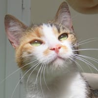 Kira, chatte à adopter