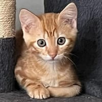 NASHO, chat à adopter