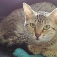 LILI, chatte à adopter