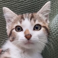 Potifour, chatte à adopter