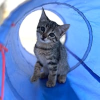 Tora, chatte à adopter