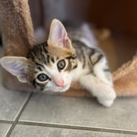 Sky, chat à adopter