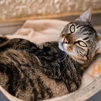 Moustache, chat à adopter