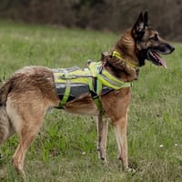 Ugo, chien à adopter