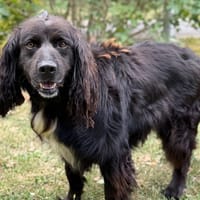 Nahum CAA15522, chien à adopter