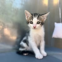Marble, chat à adopter