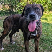 yess, chien à adopter