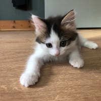 SHADY, chat à adopter