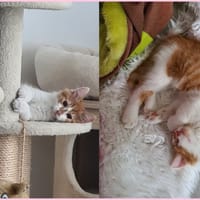 poulpe, chat à adopter