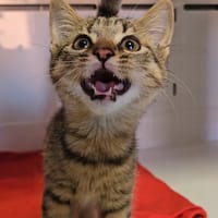 mayotte, chatte à adopter