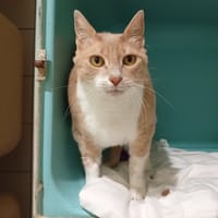 Jany, chatte à adopter