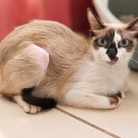 Fiona, chatte à adopter