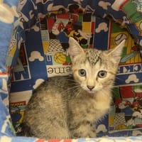 SANDY, chatte à adopter