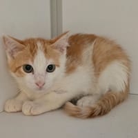 ARLEQUIN, chat à adopter