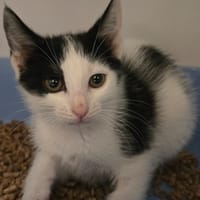 THEÏA, chatte à adopter