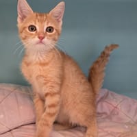 Avery, chat à adopter