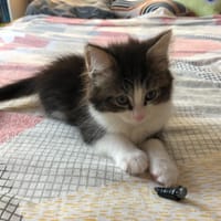CHIKI, chatte à adopter