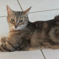 SINDEL, chatte à adopter