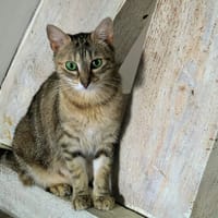 SINDEL, chatte à adopter