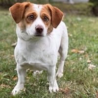 Eglantine CAA15525, chienne à adopter