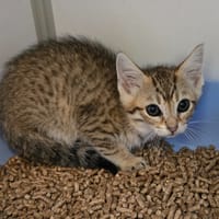 CACHOU, chat à adopter