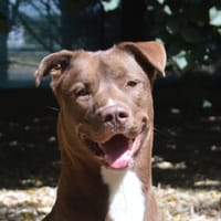 LOKI CHAO, chien à adopter