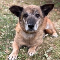 Capucine CAA15530, chienne à adopter