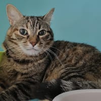 Shiny, chatte à adopter